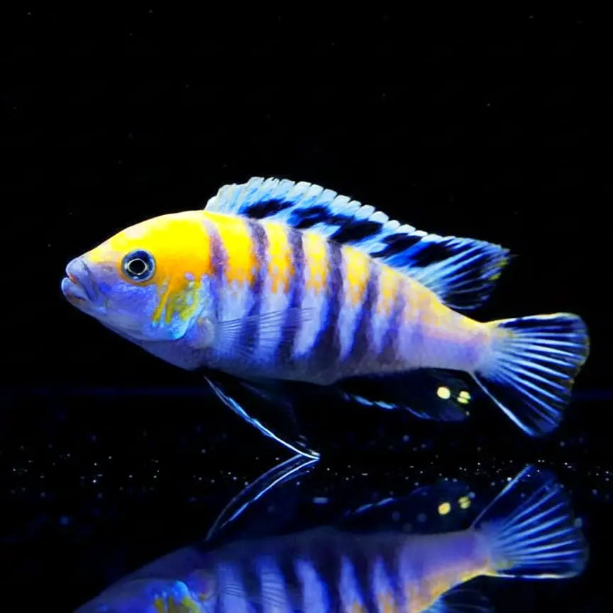 Cynotilapia afra "Cobue" – Orangestirn-Maulbrüter aus dem Malawisee AquaTimo