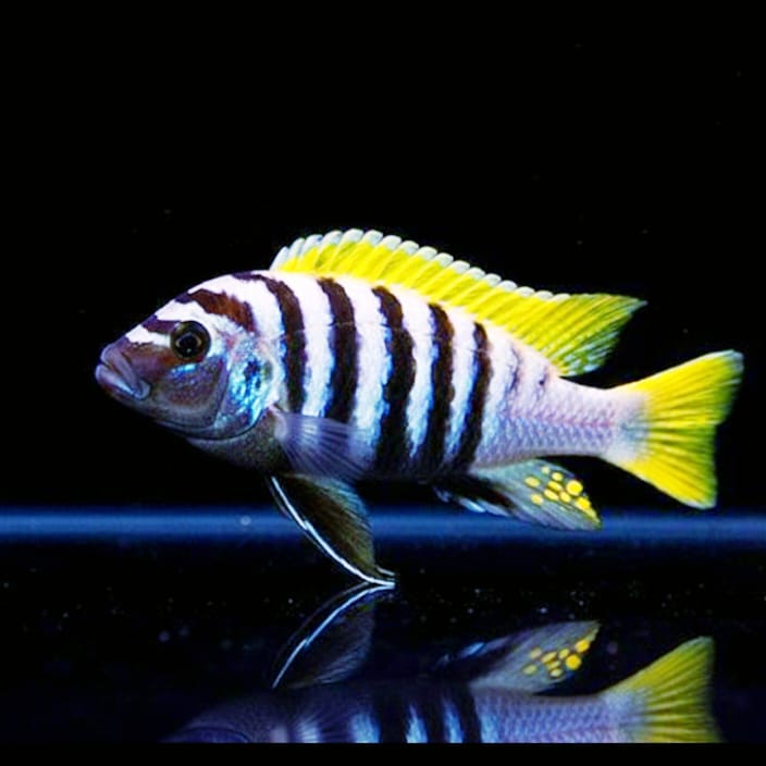 Cynotilapia afra "Jalo Reef" – Der leuchtend blaue Zwergmaulbrüter vom Jalo-Riff