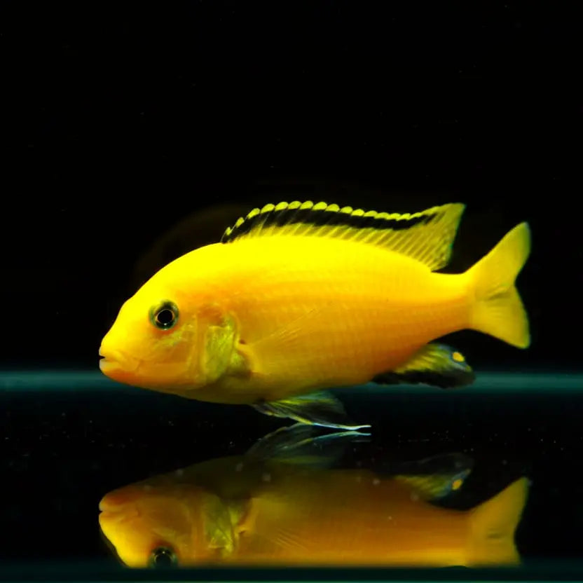 Labidochromis caeruleus "Yellow" – Der strahlend gelbe Klassiker im Malawi-Aquarium AquaTimo