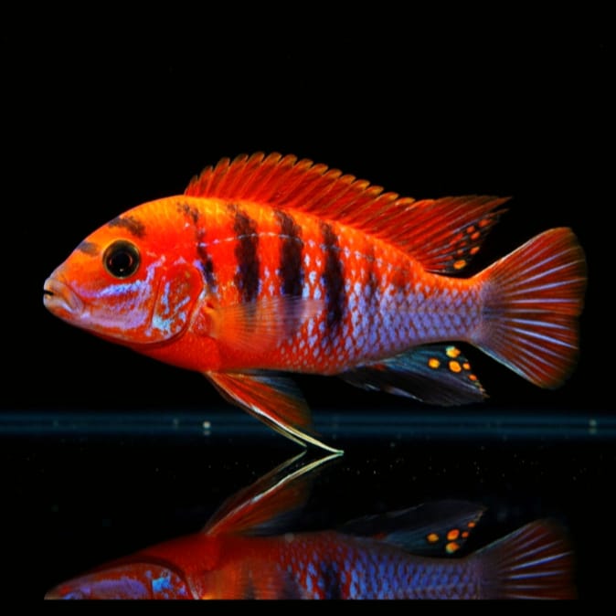 Labidochromis sp. "Hongi" Red Top Schweden – Der kontrastreiche Blickfang aus dem Malawisee