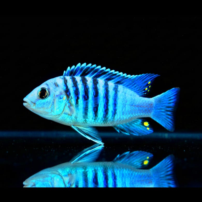 Labidochromis sp. "Chisumulae" – Der strahlend blaue Edelstein aus dem Malawisee