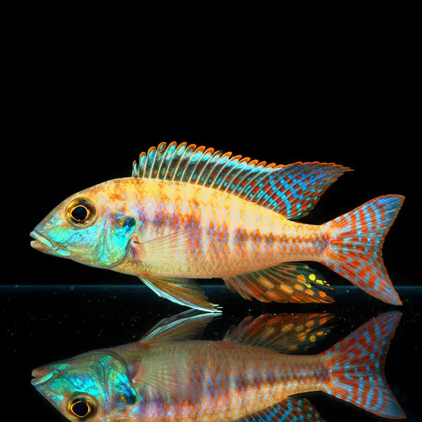 Lethrinops albus "Kande Blue Fin" – Der elegante Bodenbewohner aus dem Malawisee AquaTimo