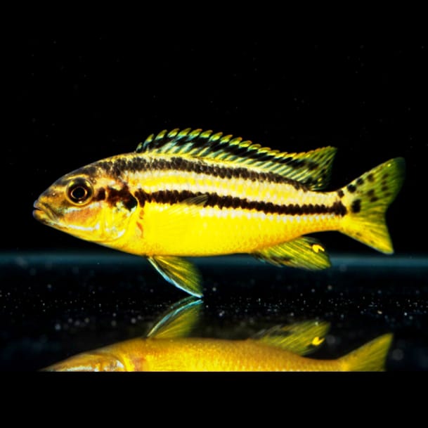 Melanochromis auratus – Türkisgoldbuntbarsch