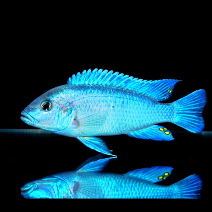 Melanochromis lepidiadaptes (lepidophage)