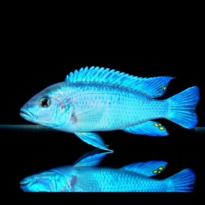 Melanochromis lepidiadaptes (lepidophage) AquaTimo
