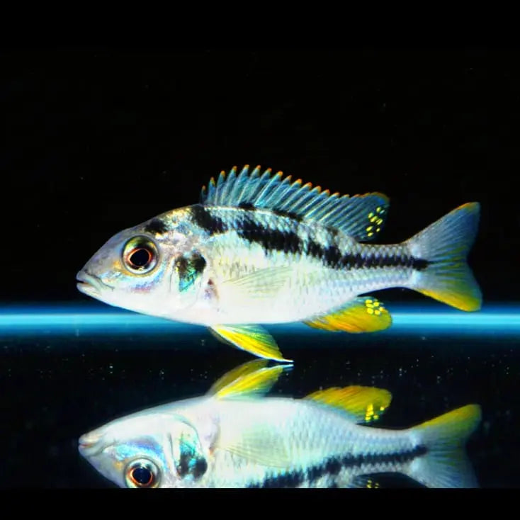 Mylochromis sphaerodon – Der elegante Räuber aus dem Malawisee AquaTimo