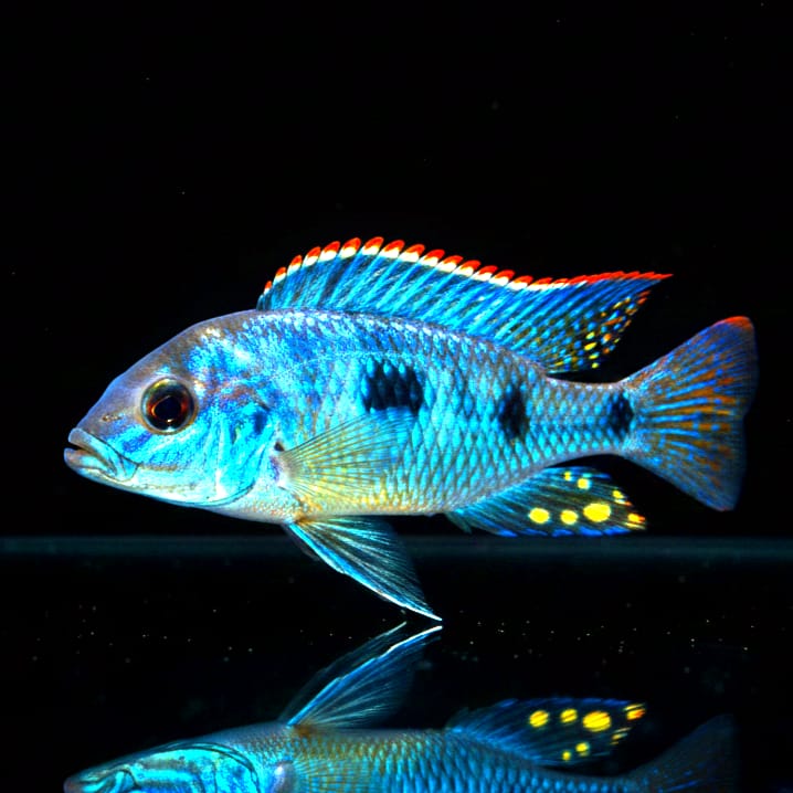 Naevochromis chrysogaster – Der farbenprächtige Edelbarsch vom Malawisee