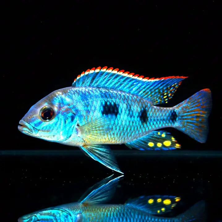 Naevochromis chrysogaster – Der farbenprächtige Edelbarsch vom Malawisee AquaTimo
