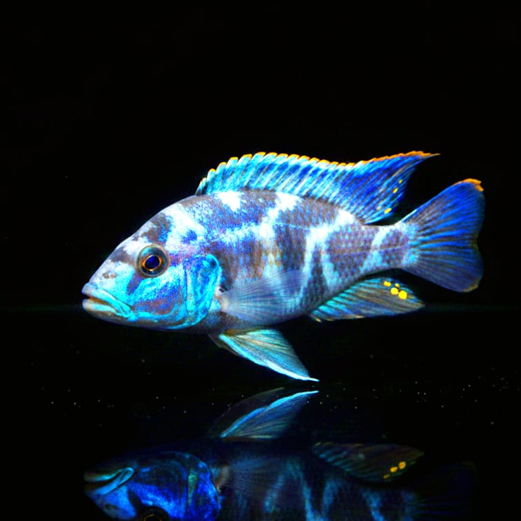 Nimbochromis fuscotaeniatus – Der elegante Räuber aus dem Malawisee