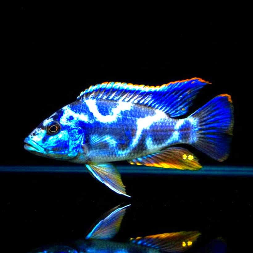 Nimbochromis livingstonii – Der „Totstell-Räuber“ aus dem Malawisee