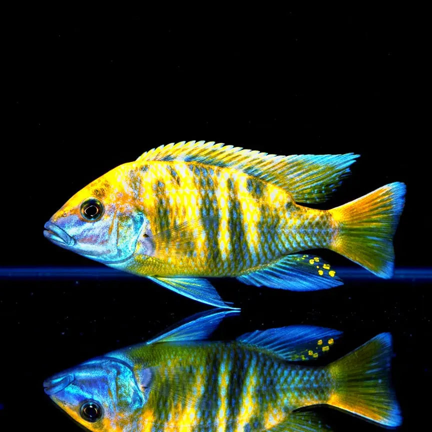 Nimbochromis venustus – Der majestätische Giraffenbuntbarsch AquaTimo