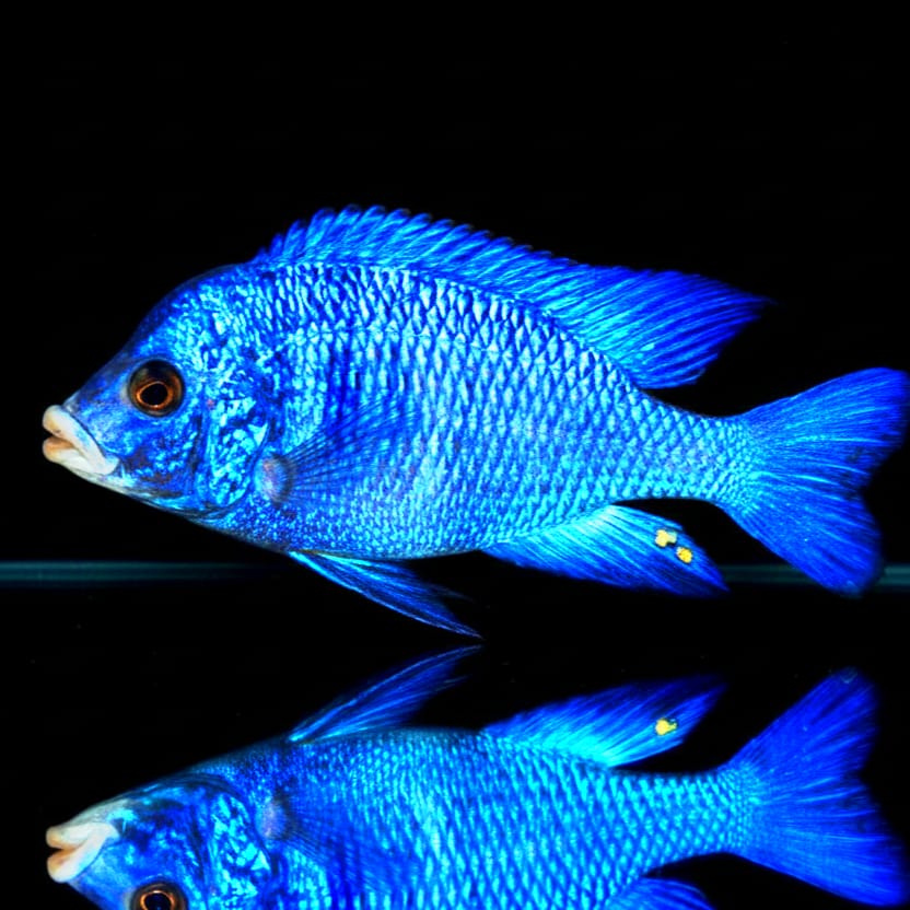 Placidochromis phenochilus "Mdoka White Lips" – Der König in Weiß und Blau