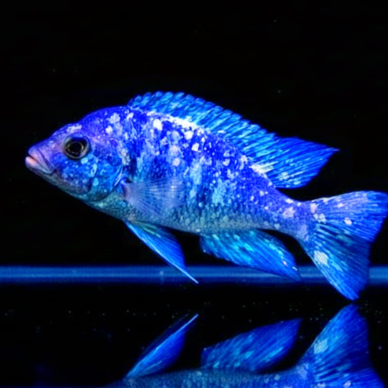 Placidochromis phenochilus "Tanzania" – Der Blaue Edelstein des Malawisees