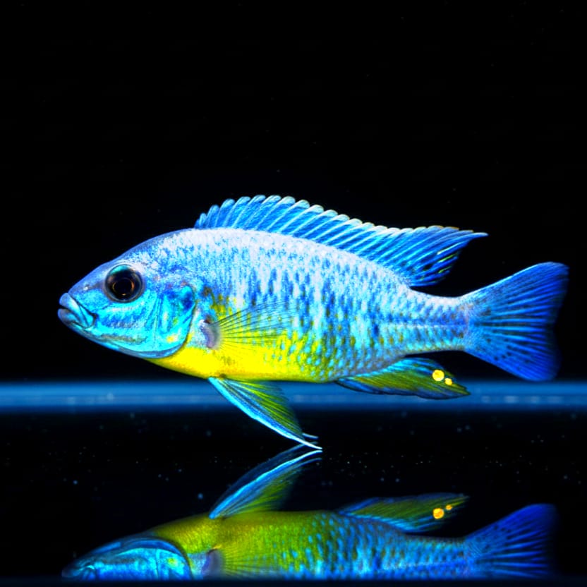 Protomelas spilonotus "Tanzania"