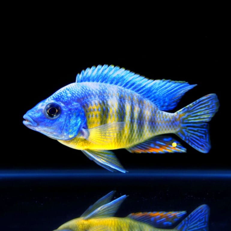 Protomelas steveni "Taiwan Reef" – Farbenprächtiger Juwel aus dem Malawisee