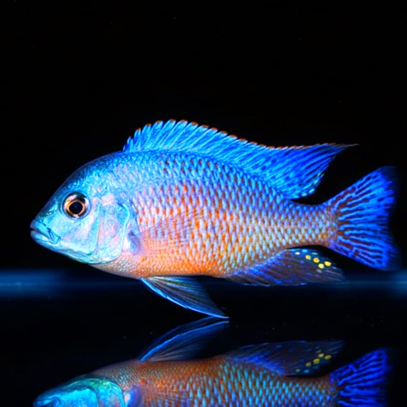 Pseudotropheus acei "Luwala" – Der gelbflossige Felsenfreund aus dem Malawisee