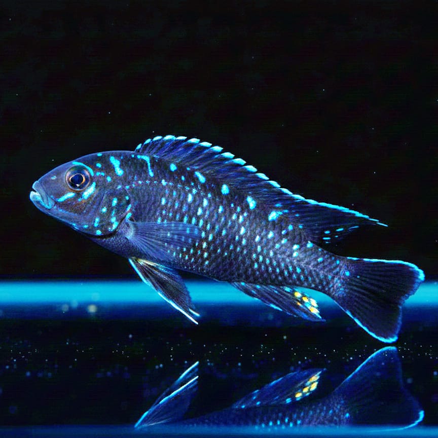 Pseudotropheus elongatus "Neon Spot" – Der leuchtende Star im Mbuna-Aquarium!