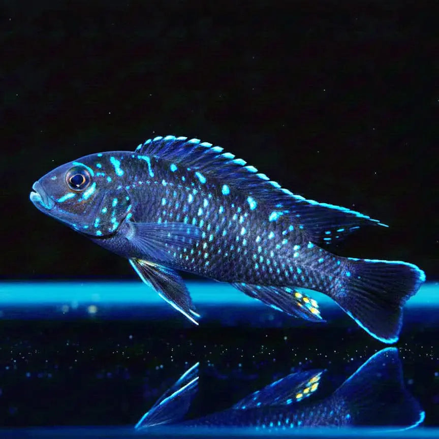 Pseudotropheus elongatus "Neon Spot" – Der leuchtende Star im Mbuna-Aquarium! AquaTimo