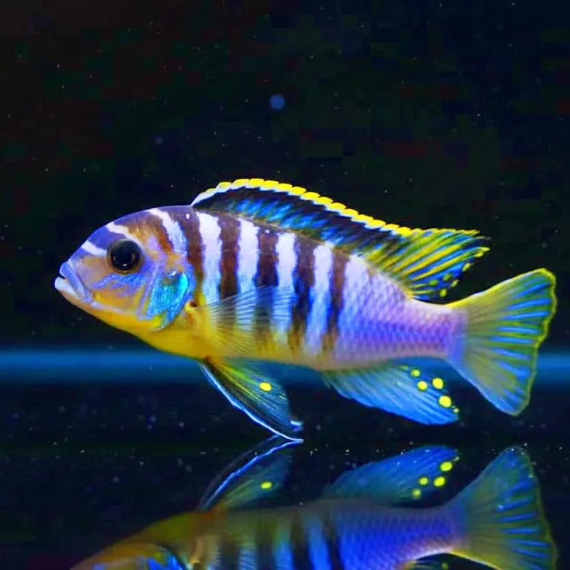 Pseudotropheus fainzilberi "Lundu" (auch Metriaclima fainzilberi "Lundu") – Der farbenprächtige Mbuna mit Charakter! AquaTimo
