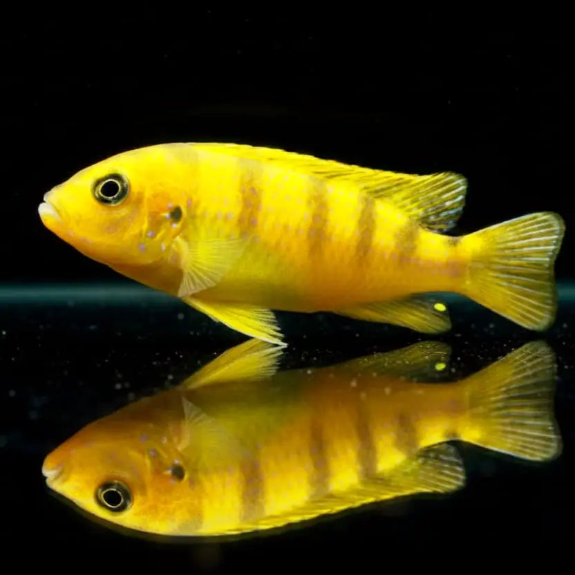 Pseudotropheus lombardoi (Metriaclima lombardoi) – Der Gelbe Blitz vom Malawisee AquaTimo
