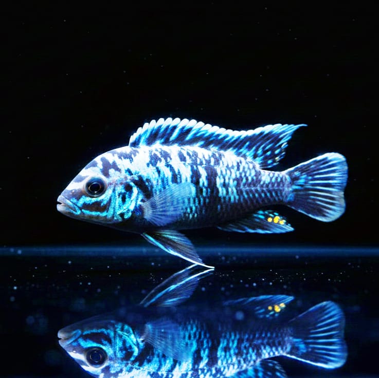 Pseudotropheus msobo „Magunga“ (Metriaclima msobo „Magunga“) – Der Blaue Blitz mit Gold-Glanz