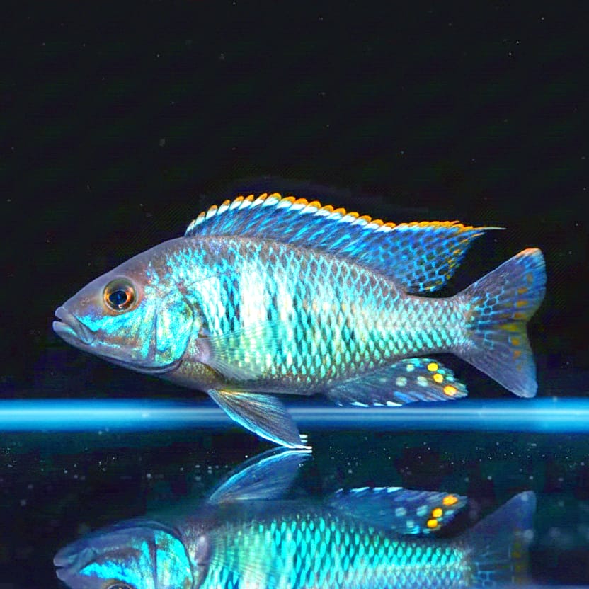 Stigmatochromis spec. „Tolae“ (Stigmatochromis melanchros) – Der elegante Jäger mit Stil