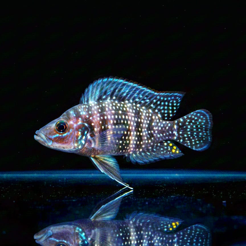 Altolamprologus calvus "Black" – Der geheimnisvolle Jäger aus dem Tanganjikasee