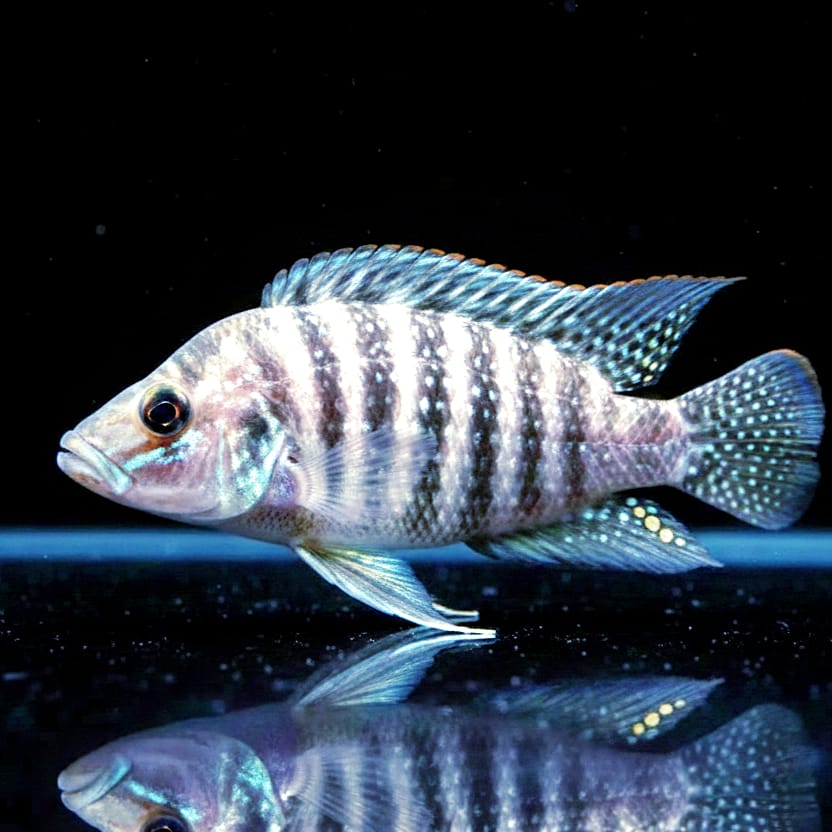 Altolamprologus calvus "White" – Die edle Erscheinung aus dem Tanganjikasee