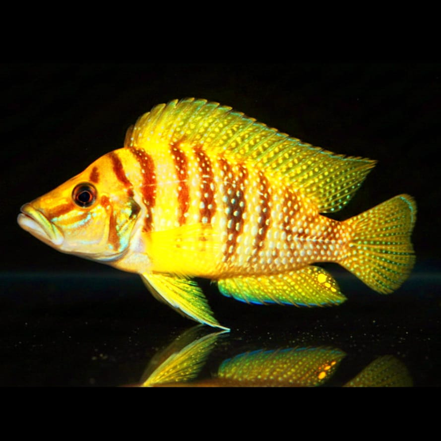 Altolamprologus calvus "Yellow" – Der goldene Schatten des Tanganjikasees