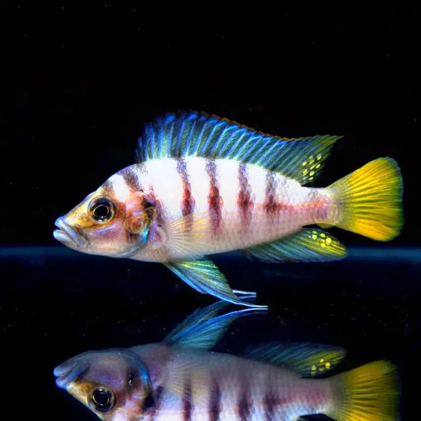 Altolamprologus compressiceps "Sumbu Shell" – Der Mini-Jäger aus der Muschel AquaTimo