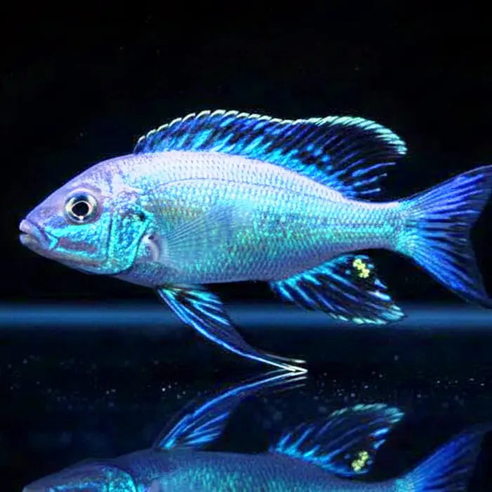 Cyathopharynx furcifer "Kalambo Lodge" – Der grazile Tänzer aus dem Tanganjikasee AquaTimo