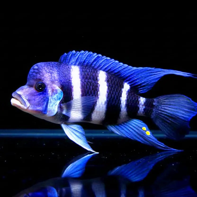 Cyphotilapia frontosa – Der König des Tanganjikasees AquaTimo