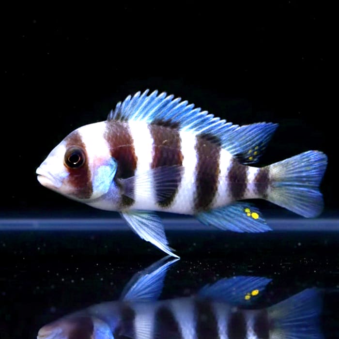 Cyphotilapia frontosa „6-Stripe“ – Die klassische Schönheit des Tanganjikasees