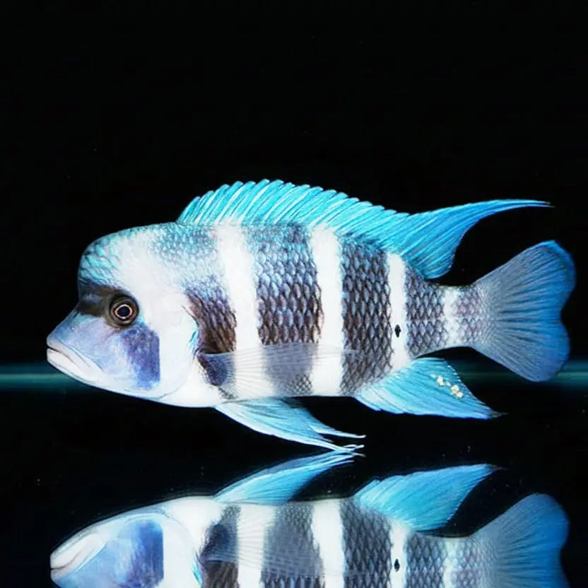 Cyphotilapia gibberosa „Ikola“ – Der König in Gold & Schwarz AquaTimo