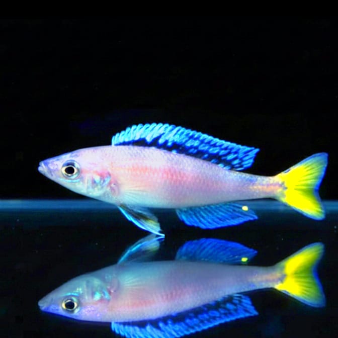 Cyprichromis leptosoma „Mpulungu“ – Farbenfroher Schwärmer aus dem Tanganjikasee