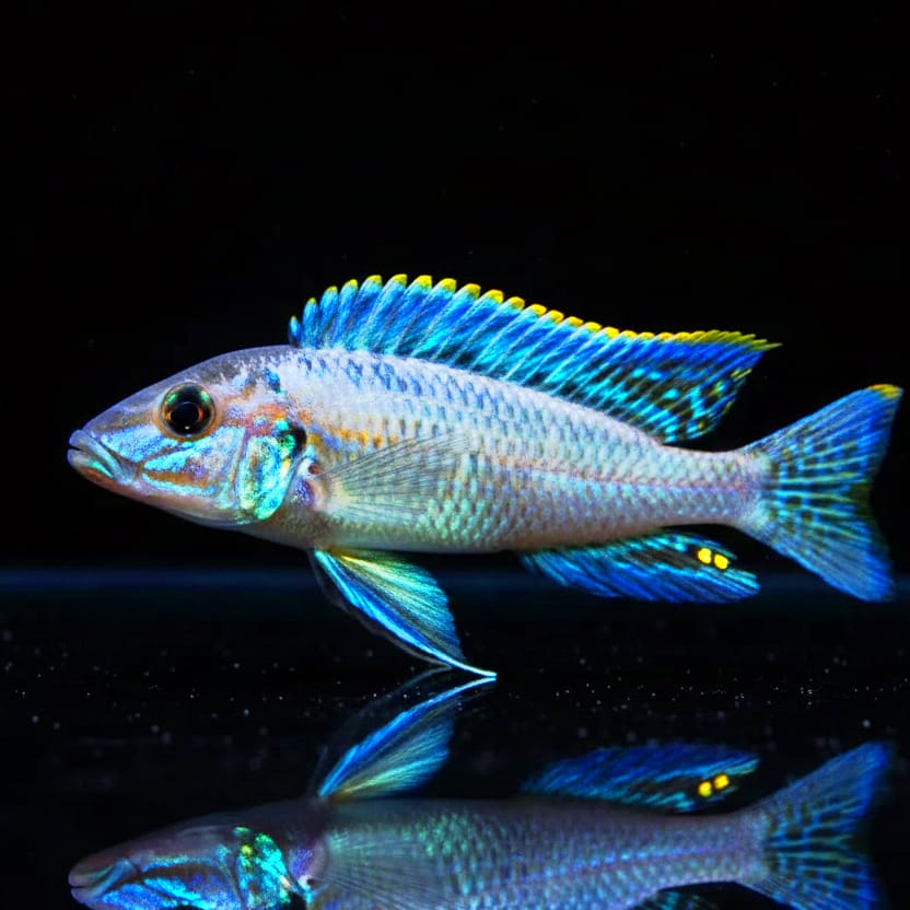 Enantiopus melanogenys "Makola" – Eleganter Tänzer des Tanganjikasees