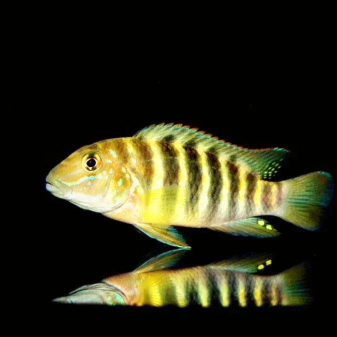 Eretmodus marksmithi "Msalaba" – Charakterstarker Algenliebhaber aus dem Tanganjikasee AquaTimo