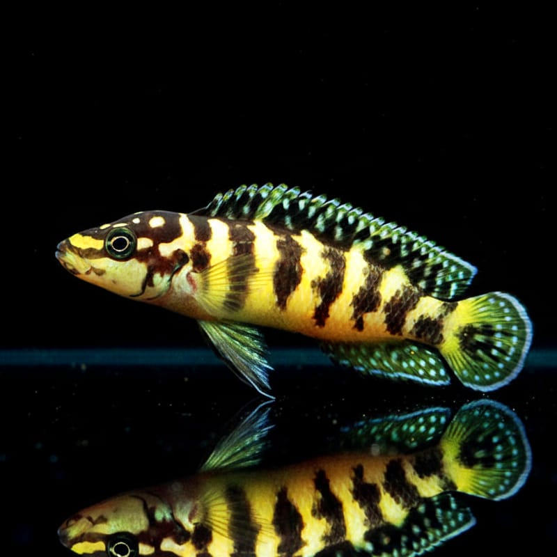 Julidochromis transcriptus "Gombe" – Der kleine Charakterkopf vom Tanganjikasee