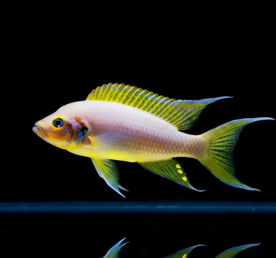 Lamprologus falcicula (auch bekannt als Lamprologus cygnus) – Der elegante Räuber vom Tanganjikasee AquaTimo