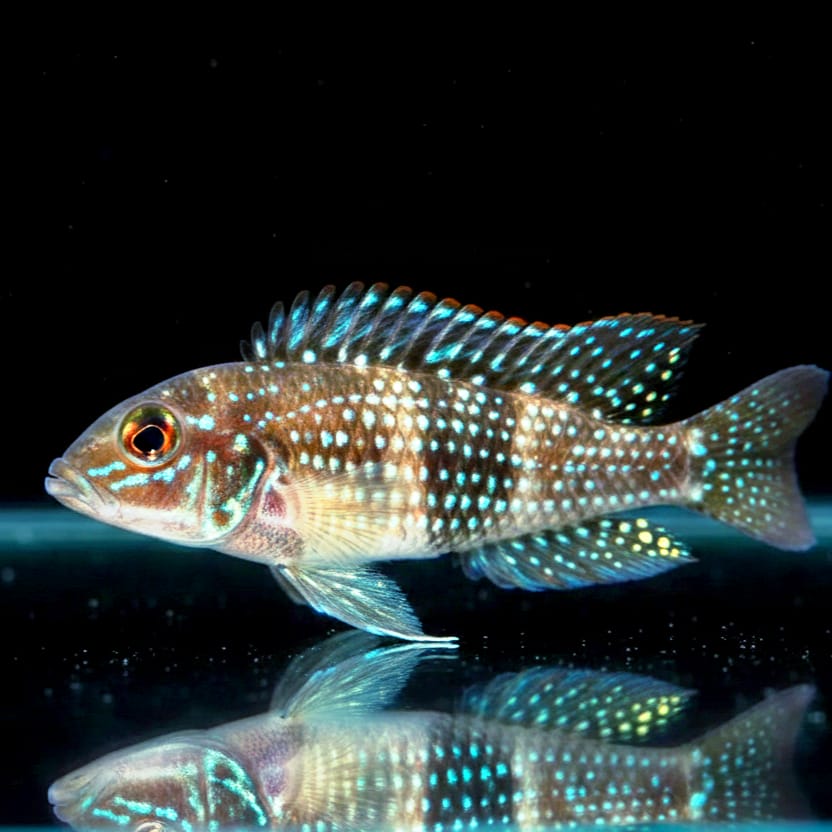 Lamprologus meleagris – Der schimmernde Perlen-Cichlide aus dem Tanganjikasee
