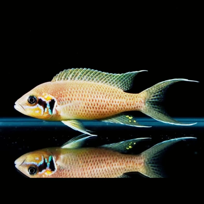 Neolamprologus brichardi – Der Prinz aus dem Tanganjikasee