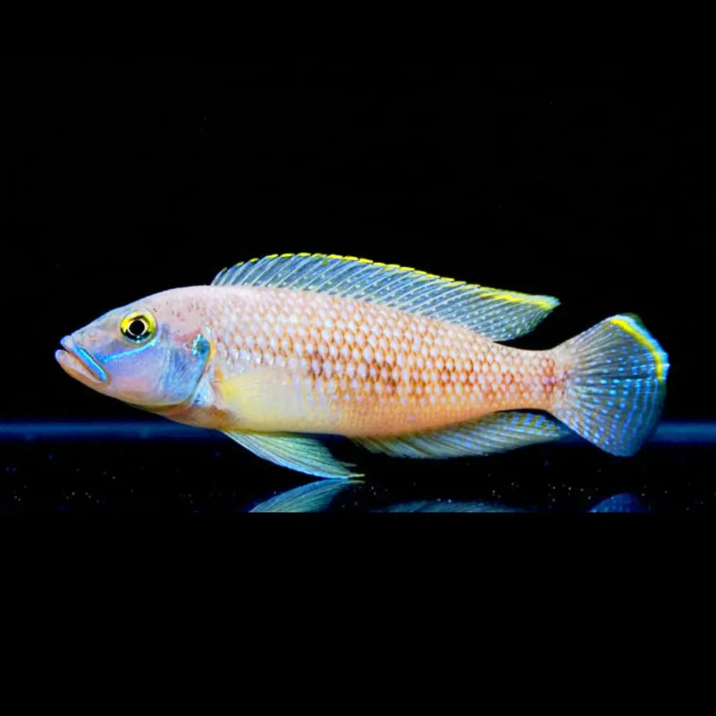 Neolamprologus callipterus – Der Muschelträger mit Muskelkraft AquaTimo