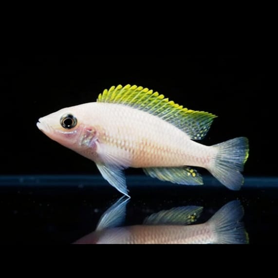 Neolamprologus caudopunctatus – Der funkelnde Juwel aus dem Tanganjikasee