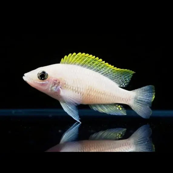 Neolamprologus caudopunctatus – Der funkelnde Juwel aus dem Tanganjikasee AquaTimo