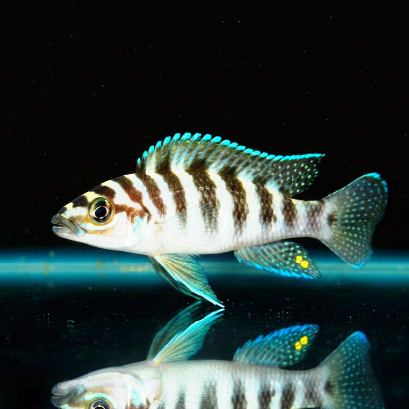 Neolamprologus cylindricus – Der elegante Felsenbewohner aus dem Tanganjikasee