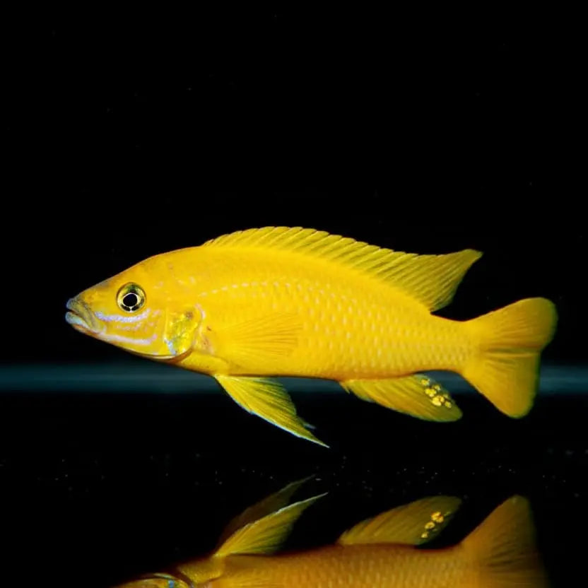 Neolamprologus leleupi "Longior" – Der leuchtend gelbe Star aus dem Tanganjikasee AquaTimo