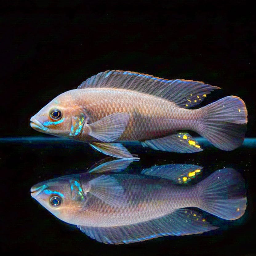 Neolamprologus pectoralis – Der seltene Felsenbewohner aus dem Tanganjikasee