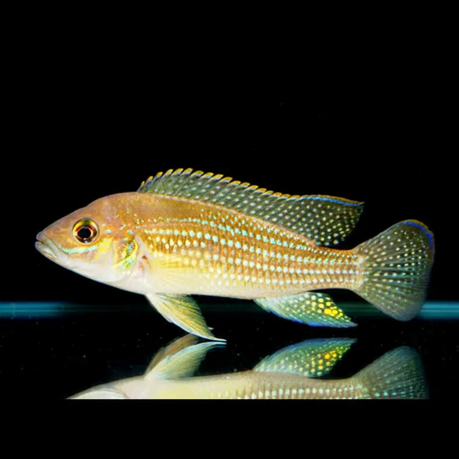 Neolamprologus tetracanthus – Der beeindruckende Vierstachler aus dem Tanganjikasee AquaTimo