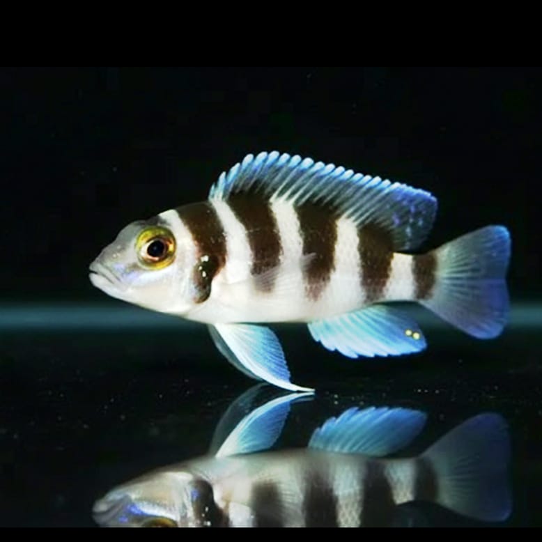 Neolamprologus tretocephalus – Der Fünfstreifen-Cichlide aus dem Tanganjikasee