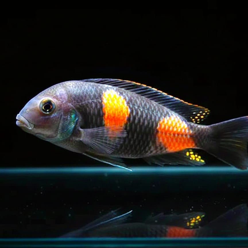 Tropheus moorii "Bulu Point" – Farbenpracht & Charakter vom Tanganjikasee